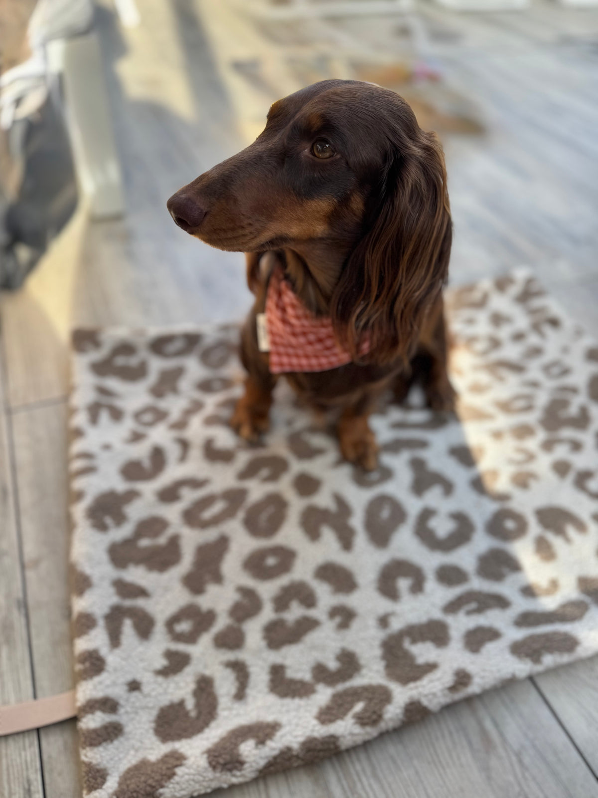 Hundedecke Leo