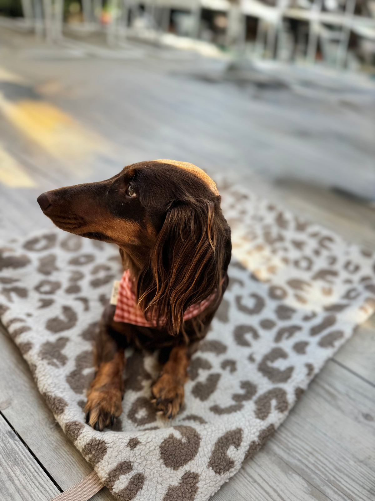 Hundedecke Leo